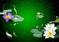 花卉鲜花